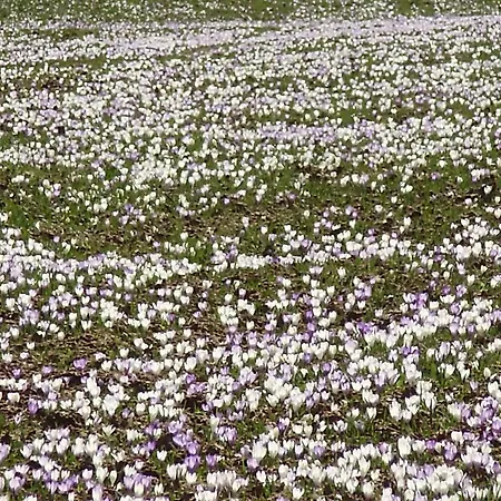 Apartmán Haus Elisabeth